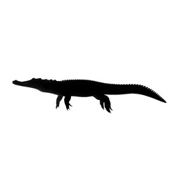 Obraz premium Black silhouette of a crocodile isolated on transparent background