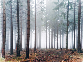 Obraz premium Mystical Foggy Forest in November, Atmospheric Woodland Landscape with Dense Mist in Natural Autumn Light