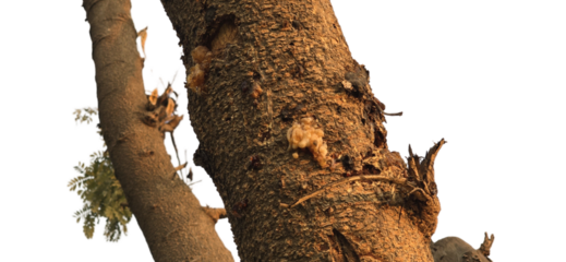 Textured tree bark showcasing intricate patterns and natural elements with small green moss patches visible