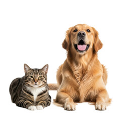 Obraz premium Golden retriever and tabby cat isolated on transparent background