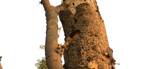 Close up of textured tree bark with small yellowish resinous blobs and intricate patterns visible on the surface PNG Isolated on Transparent Background