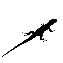 Silhouette of a lizard isolated on transparent background with detailed features