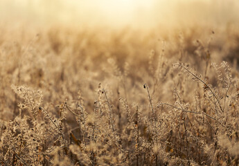 Zimowy zach&oacute;d słońca, szadź, mr&oacute;z, przymrozek, tło, tapeta. 