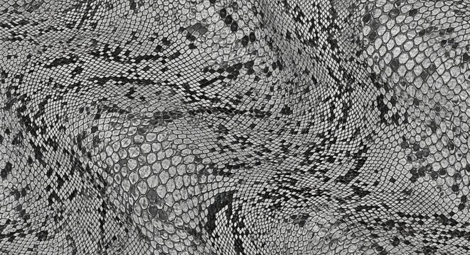 Abstract Black and White Texture of Snake Skin Pattern in Close-Up Detail for Background Use
