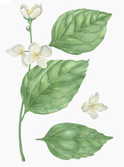Watercolor flowers and branches Jasmine isolated on a white background.