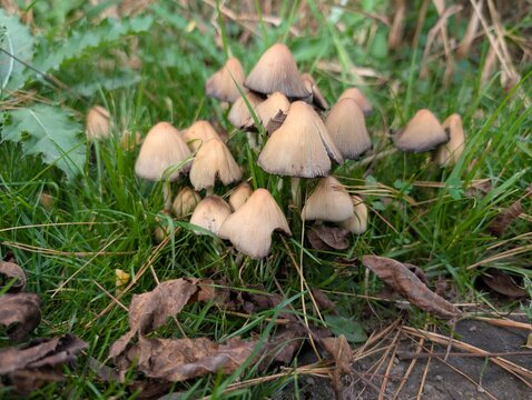 Yard Mushrooms - Powered by Adobe