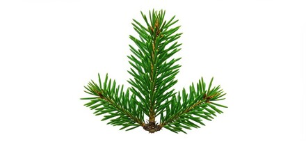 Obraz premium A single vibrant green pine branch, fully isolated on a clean white background. Perfect for winter, nature, and holiday seasonal concepts, macro, wood, nature