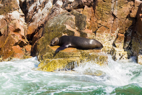 Wild sea lions at Ballestas Island, Paracas - Pisco, Ica, Peru