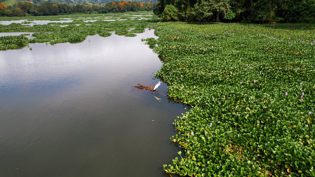 Aerial View of Wetland Lake with Water Hyacinth and White Egret