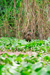 Fototapeta premium Black-bellied Whistling Duck Standing in Wetland Vegetation