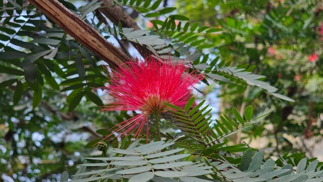 Close up of a striking, vibrant red powderpuff flower, species of caliandra exploding with long , delicate crimson stamens