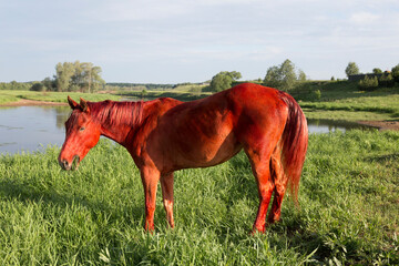The Red Fire Horse, the symbol of 2026 according to the Eastern calendar, grazes on the banks of a river in Russia.