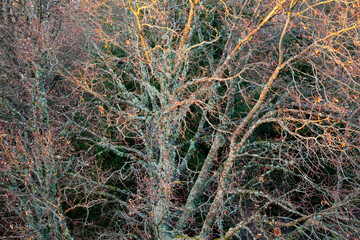 ARBRE DANS L'EST DE LA FRANCE EN HIVER AVEC LUMIÈRE DE FIN DE JOURNÉE_vue de haut
