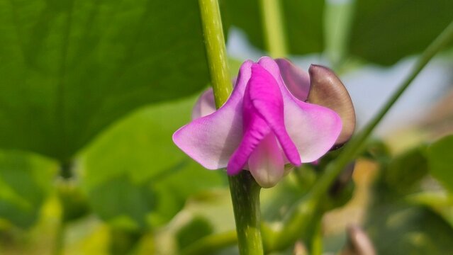 Purple Hyacinth Bean flower blooming in the vegetable garden. Close up image.
