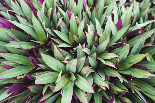 Lush green and purple tropical foliage forming a dense natural pattern. Tradescantia spathacea, oyster plant or moses in the cradle leaves , create an abstract botanical background.