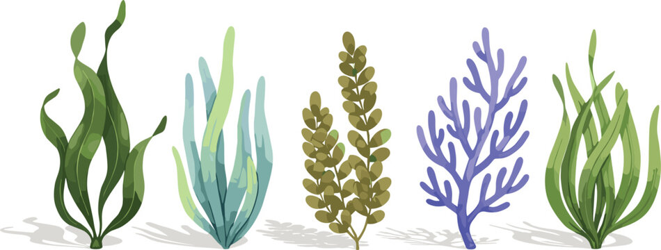Watercolor style underwater marine plant vector set featuring green seaweed, blue coral, and ocean kelp for aquarium decoration, sea life background and nature illustration.