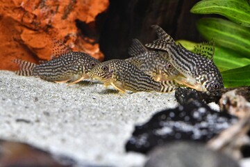 Grupa kirysków Sterby (Corydoras sterbai) na piaszczystym dnie © Lancan
