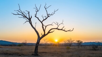 A solitary gnarled leafless tree silhouetted against a vibrant golden sunset sky in an open savanna landscape