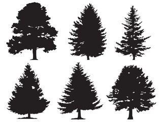 Fototapeta premium A simple and elegant set of four solid black cedar tree silhouette icons