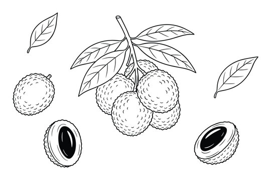 Illustration of lychee with leaves and a half in vector format on transparent backdrop.