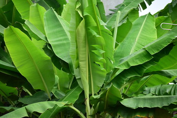 Banana leaves - Close up detail of banana leaves. Banana leaves on the garden