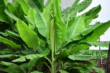 Banana leaves - Close up detail of banana leaves. Banana leaves on the garden