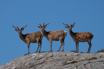 Red deer 