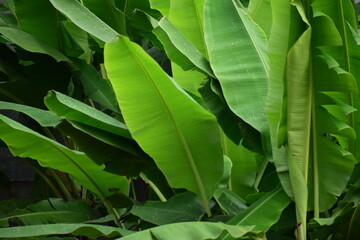 Banana leaves - Close up detail of banana leaves. Banana leaves on the garden