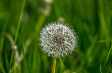 Fototapeta premium Dandelion on green grass, taken with Macro