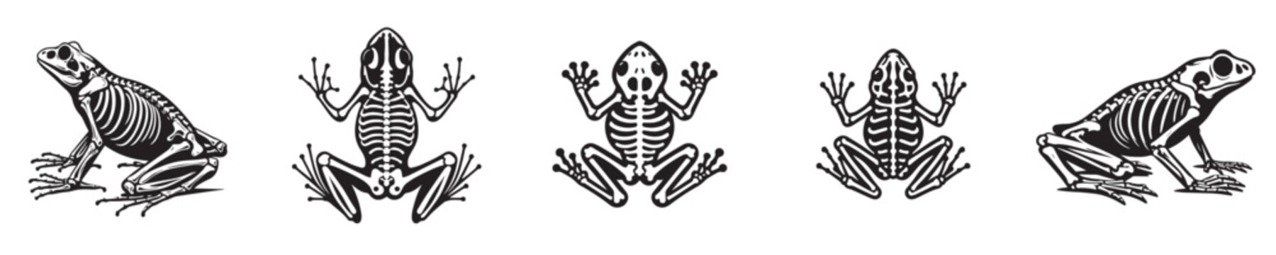 vector set of frog skeleton bones silhouettes