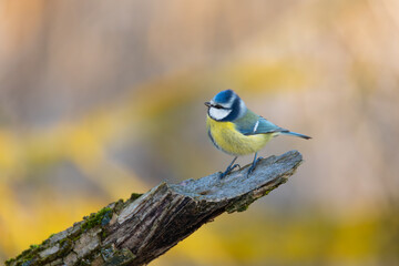 The Eurasian Blue Tit (Cyanistes caeruleus) perches delicately on a mossy branch. The location shows a background of out-of-focus golden autumn leaves in soft. Czech Republic wildlife bird watching.