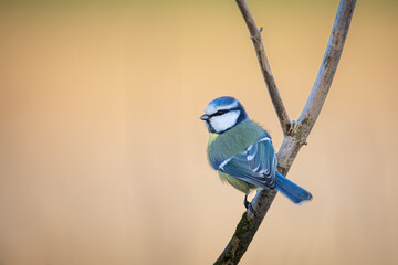 Eurasian Blue Tit (Cyanistes caeruleus) perches gracefully on a slender branch in Europe. The blue cap and yellow breast contrast with the blurred background. Czech Republic wildlife bird watching.