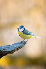 The Eurasian Blue Tit (Cyanistes caeruleus) perches delicately on a mossy branch. The location shows a background of out-of-focus golden autumn leaves in soft. Czech Republic wildlife bird watching.