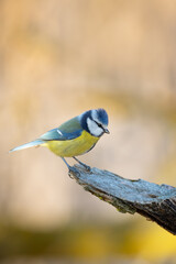 The Eurasian Blue Tit (Cyanistes caeruleus) perches delicately on a mossy branch. The location shows a background of out-of-focus golden autumn leaves in soft. Czech Republic wildlife bird watching.