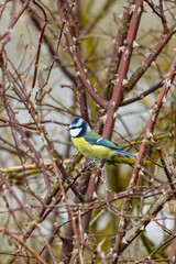 Eurasian Blue Tit (Cyanistes caeruleus) perches gracefully on a slender branch in Europe. The blue cap and yellow breast contrast with the blurred background. Czech Republic wildlife bird watching.