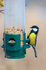 A cute Great Tit (Parus major) perches on a feeder. This closeup shot was taken outdoors. The bird is eating seeds from the green feeder in this location. Czech Republic wildlife bird watching.