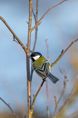 A great tit (Parus major) perches on a tree branch. The scene showcases a tiny bird with a striking yellow and black plumage. Czech Republic wildlife bird watching.