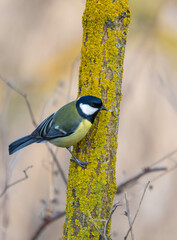 A close-up shot features a beautiful Great Tit (Parus major) perched on a mossy branch in its natural habitat in Europe. Czech Republic wildlife bird watching.