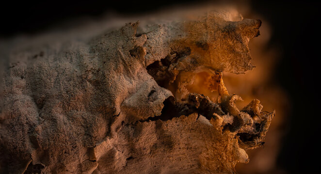 A close-up, detailed shot of a burnt cigarette. A highly detailed macro photograph.
