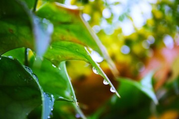 3 water drops on a green leaf