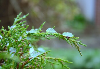 Ice on evergreen leaves