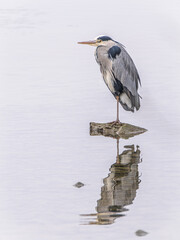 Auf einem Bein, auf einem Stein, im Rhein