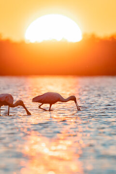 Roseate spoonbills (Platalea ajaja) using their spoon-shaped beaks to forage for food in the shallow water of Upper Lake Myakka in Florida.