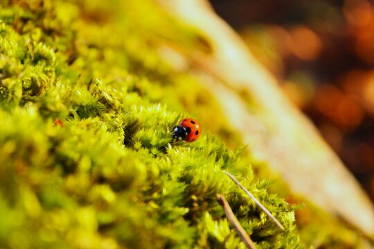 Ladybird on moss. - Powered by Adobe