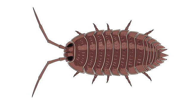 Detailed top-down illustration of a common pill bug or woodlouse with its segmented brown shell and antennae on a white background.