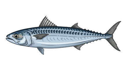 Fototapeta premium Detailed illustration of single mackerel fish showing blue stripes and fins against plain white background for food or biology.
