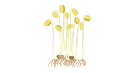 Fresh bean sprouts with long white stems and yellow seed heads, showing roots at the bottom for healthy vegetable ingredients.
