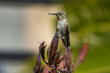 Anna's Hummingbird (Calypte Anna) Perched on a New Zealand Flax (Phormium tenax) Leaf, Warning Others Away