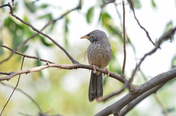 Fototapeta premium Jungle babbler sitting on a branch