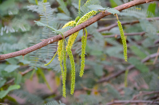 Branches and flowers of Babul tree